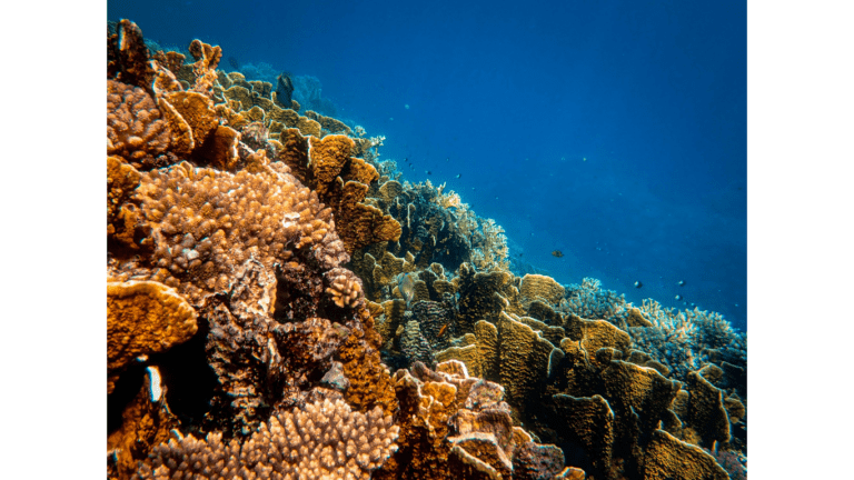 Coral Reefs in Seychelles|Rare Frog in Seychelles