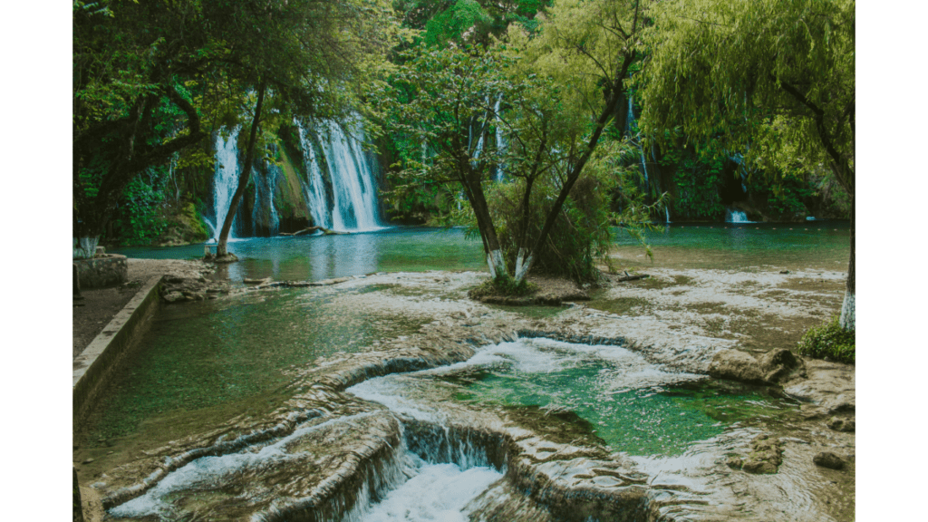 Nature water|Wild Deer