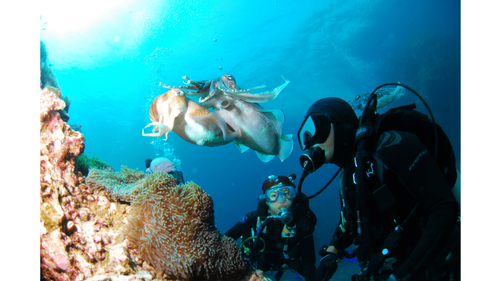 Scuba Diving and Snorkeling|Cave