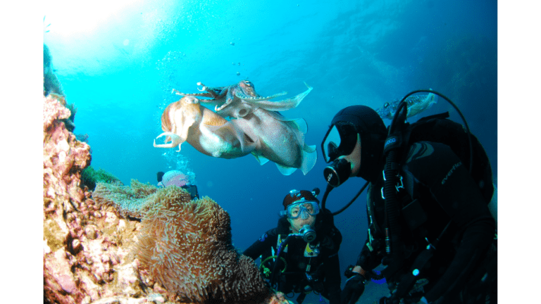 Scuba Diving and Snorkeling|Cave