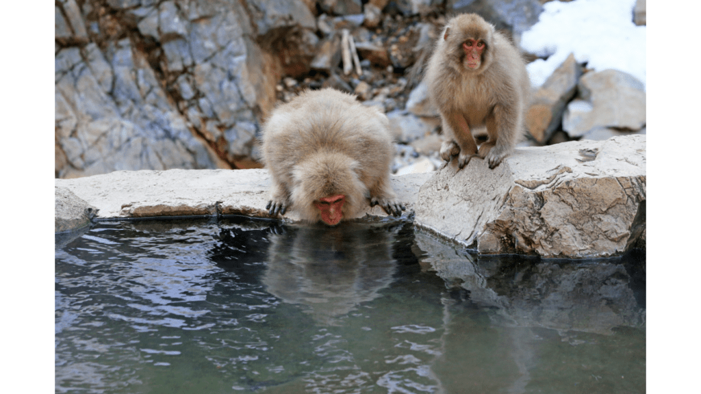 Fiji's hot spring with animals enjoying|