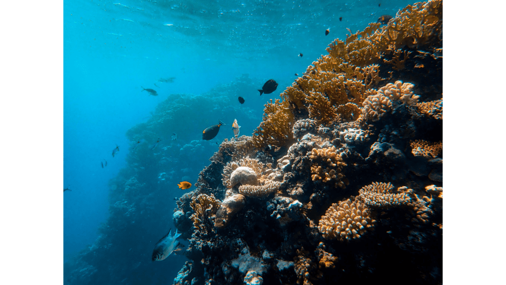 underwater corals||Diving under water