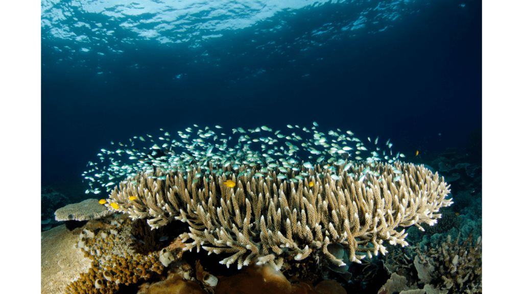 view of corals|fishing