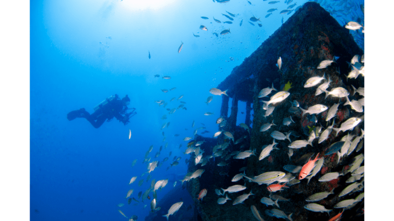 view of scubadiving|kayaking