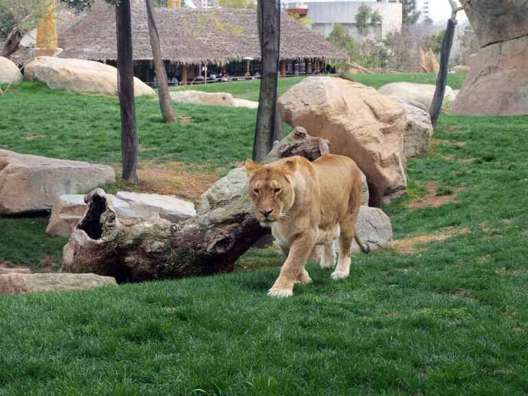 Lioness walking gracefully through a zoo enclosure with natural surroundings.