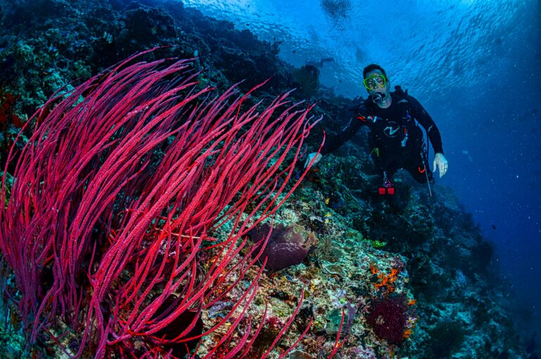 A diver surrounded by vibrant red coral underwater