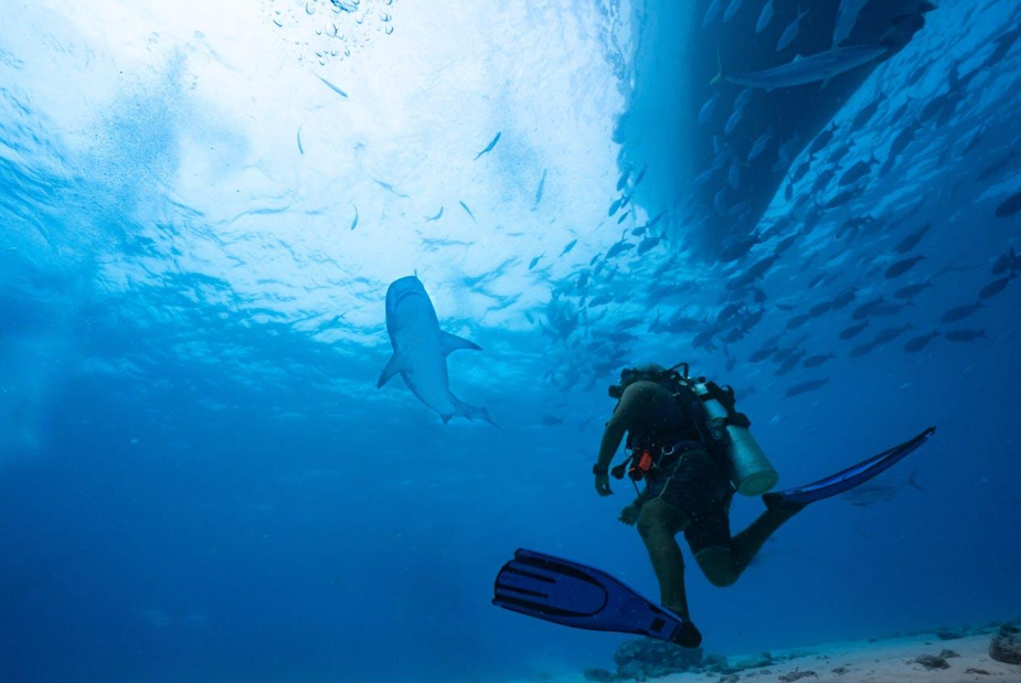 9 Dive Destinations Where the Ocean Feels Bigger Underwater